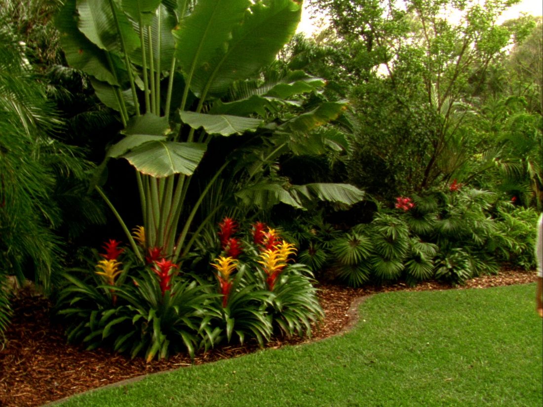 Mulched garden bed with tropical plants after a full tidy-up